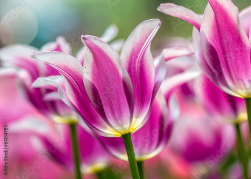 pink tulip © jasonyu