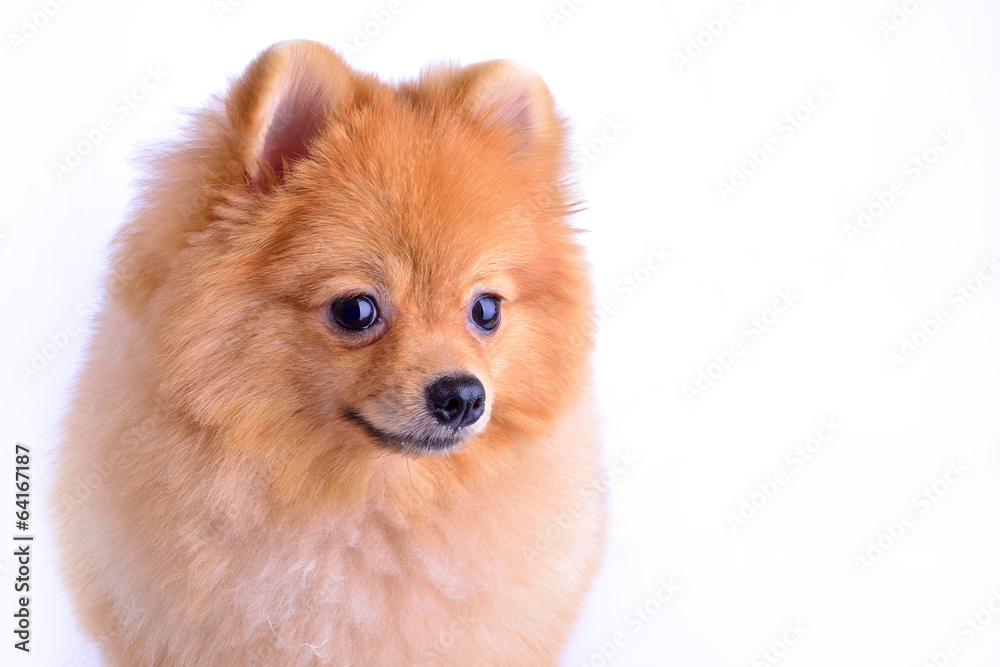 pomeranian dog isolated on white background pomeranian dog isolated on white background