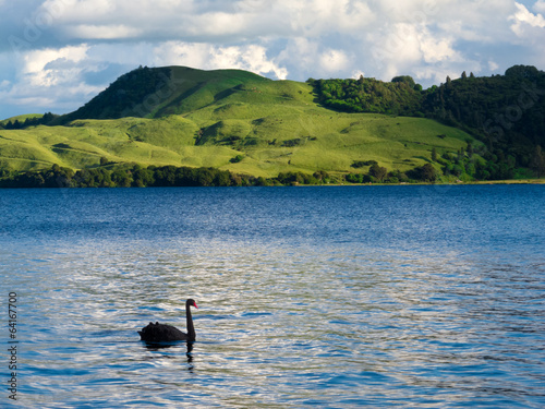 Lake Okatania NZ Black Swan Cygnus atratus photo