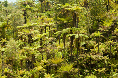 Endemic New Zealand tree fern forest wilderness