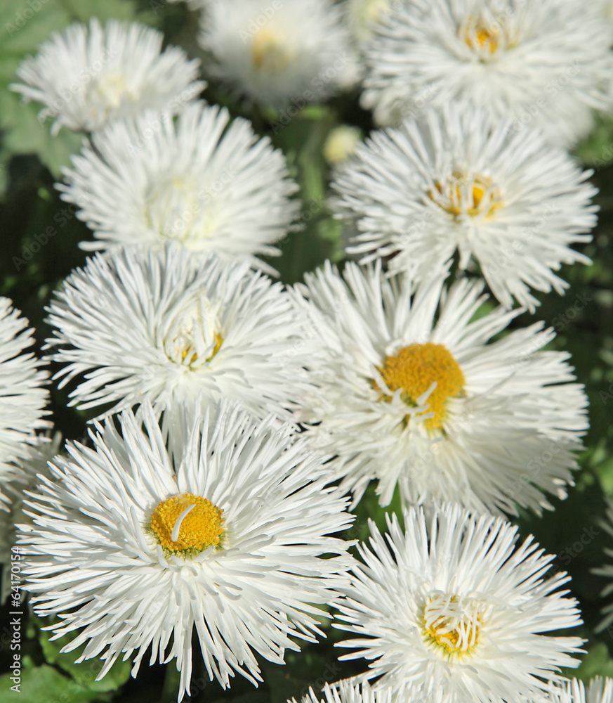 pâquerette bellis perennis blanches pâquerette bellis perennis blanches