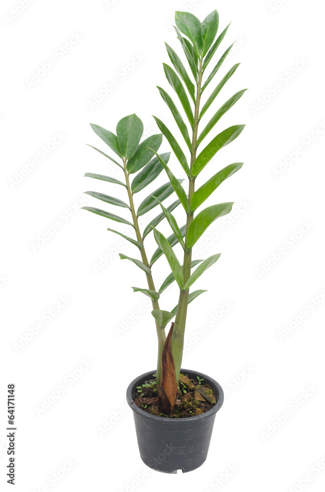 Zamioculcas zamifolia tree isolated on white background Zamioculcas zamifolia tree isolated on white background