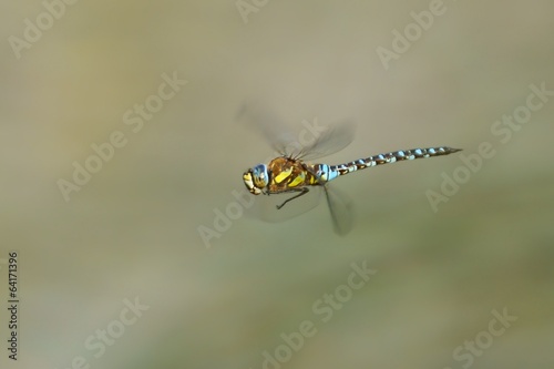 Dragonfly (Odonata), Southern Hawker (Aeshna cyanea) in flight