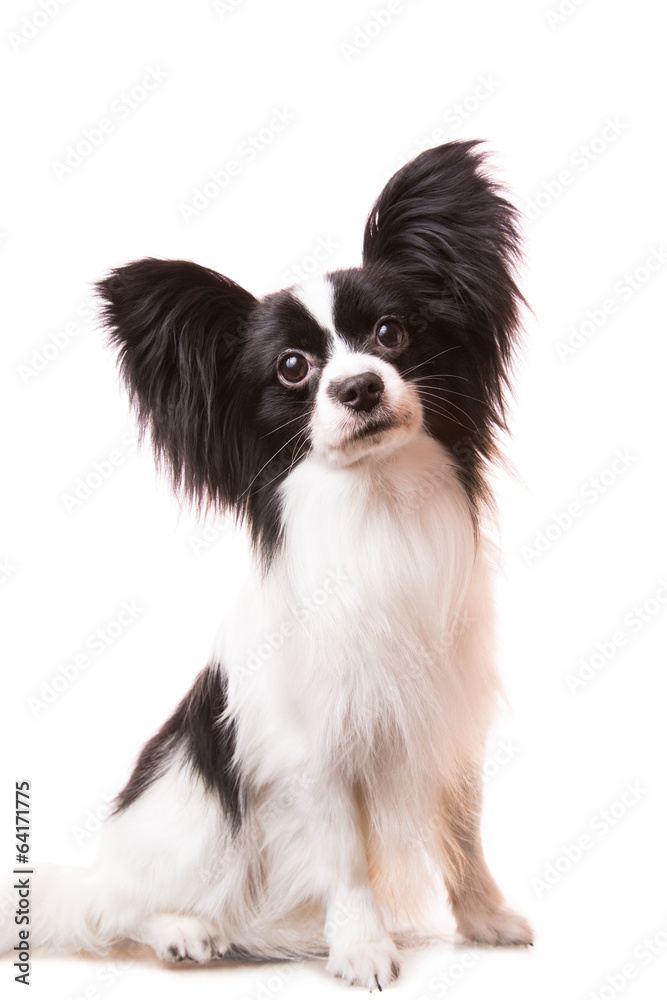 Beautiful papillon dog sitting on isolated white Beautiful papillon dog sitting on isolated white