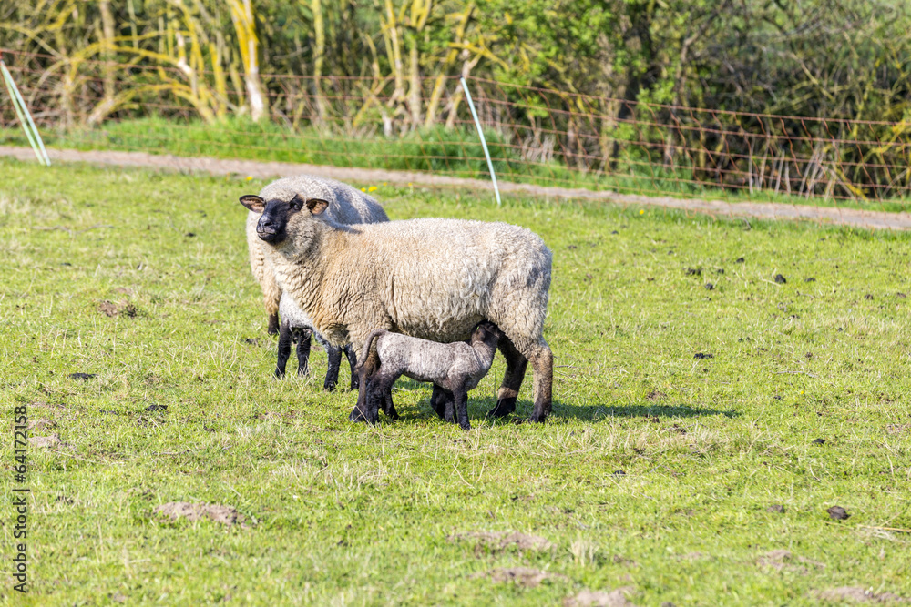 Spring pasture with flock of sheep and lambs Spring pasture with flock of sheep and lambs