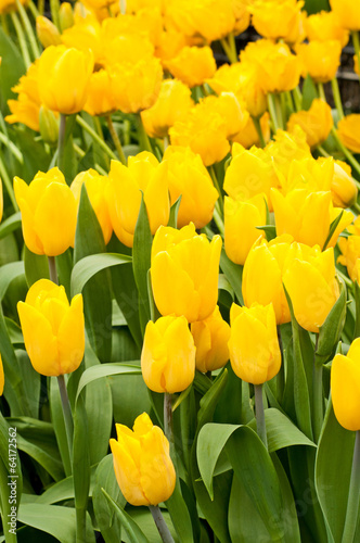 Beautiful yellow tulips