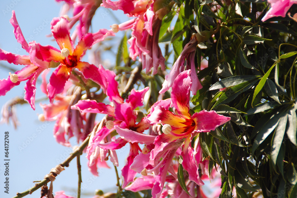 CHORISIA SPECIOSA. PALO BORRACHO CHORISIA SPECIOSA. PALO BORRACHO