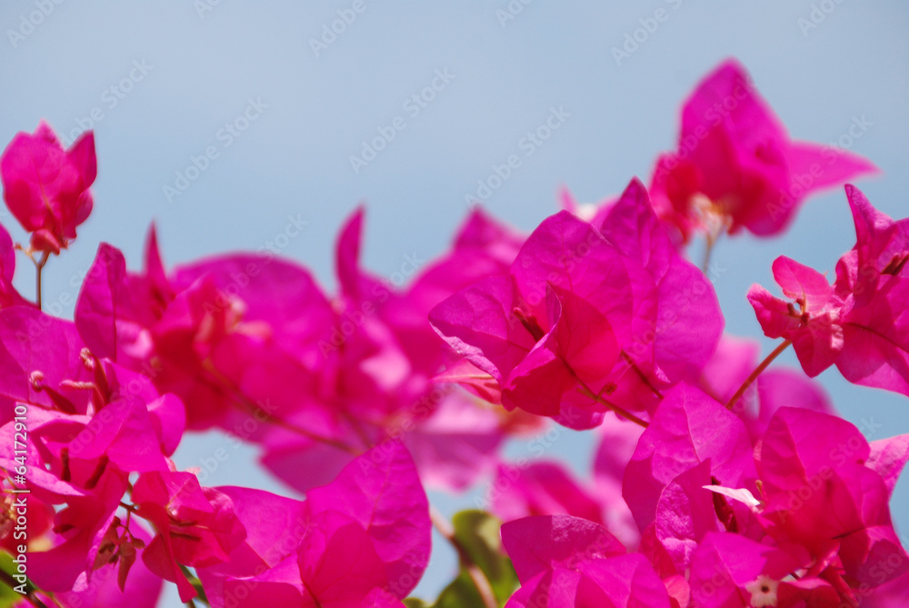 BOUGAINVILLEA O BUGANVILLA