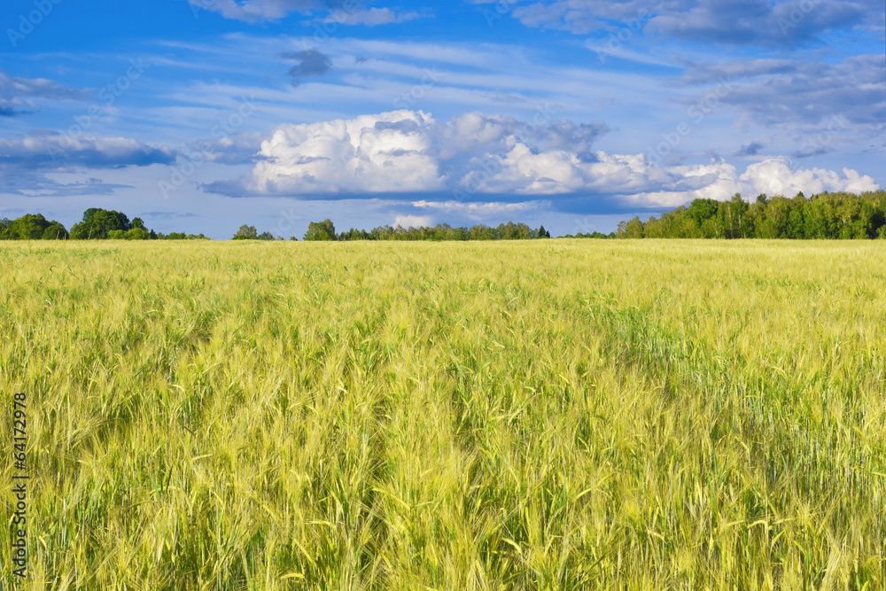 Barley field. Kaluga region. Russia