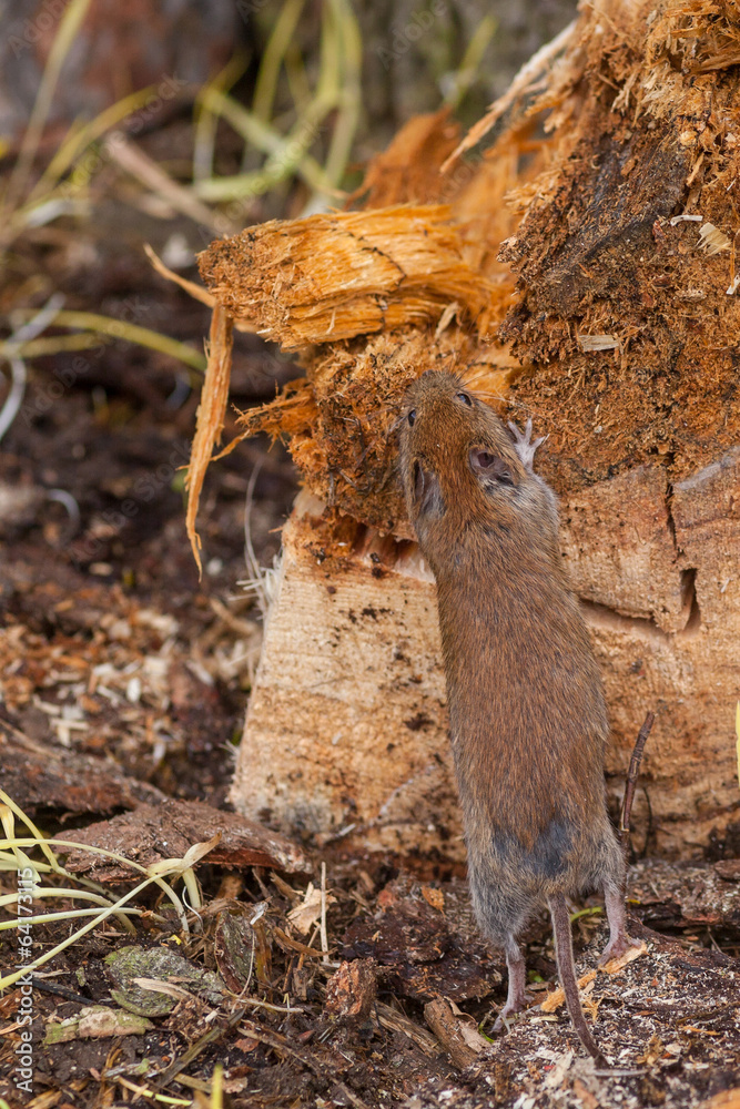 Obraz premium Nagetier Maus