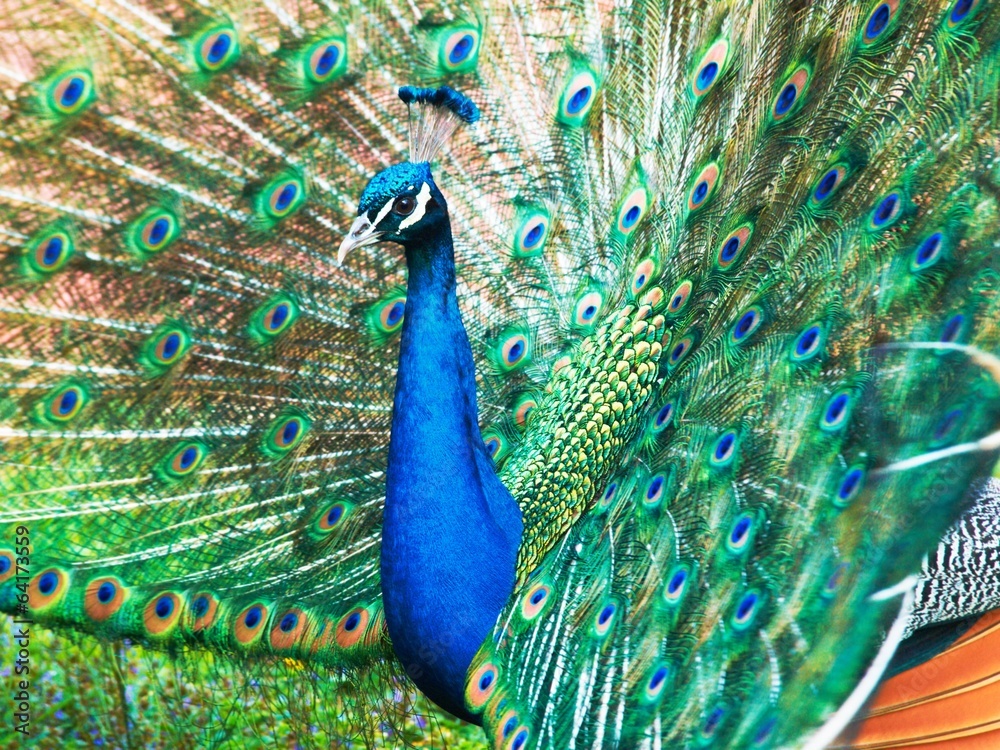 Naklejka premium Peacock – Pavo cristatus