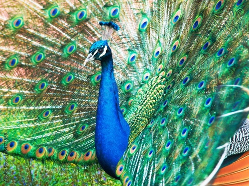 Peacock – Pavo cristatus
