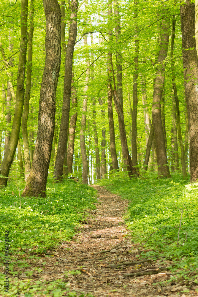 Naklejka premium forest