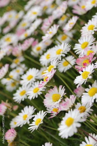 G  nsbel  mchenwiese   daisy flower meadow   _de 