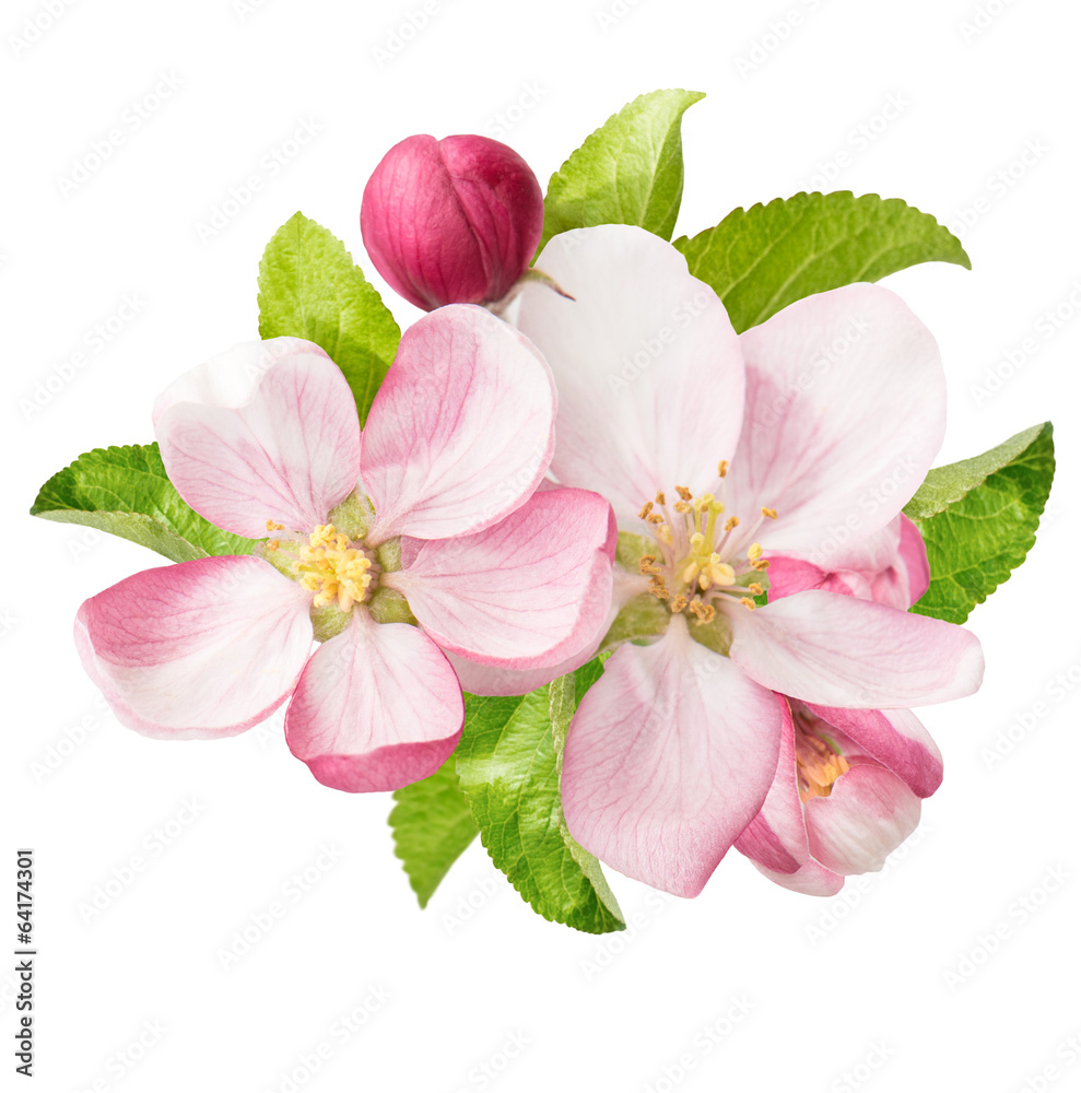 Fototapeta premium apple tree blossoms. spring flowers