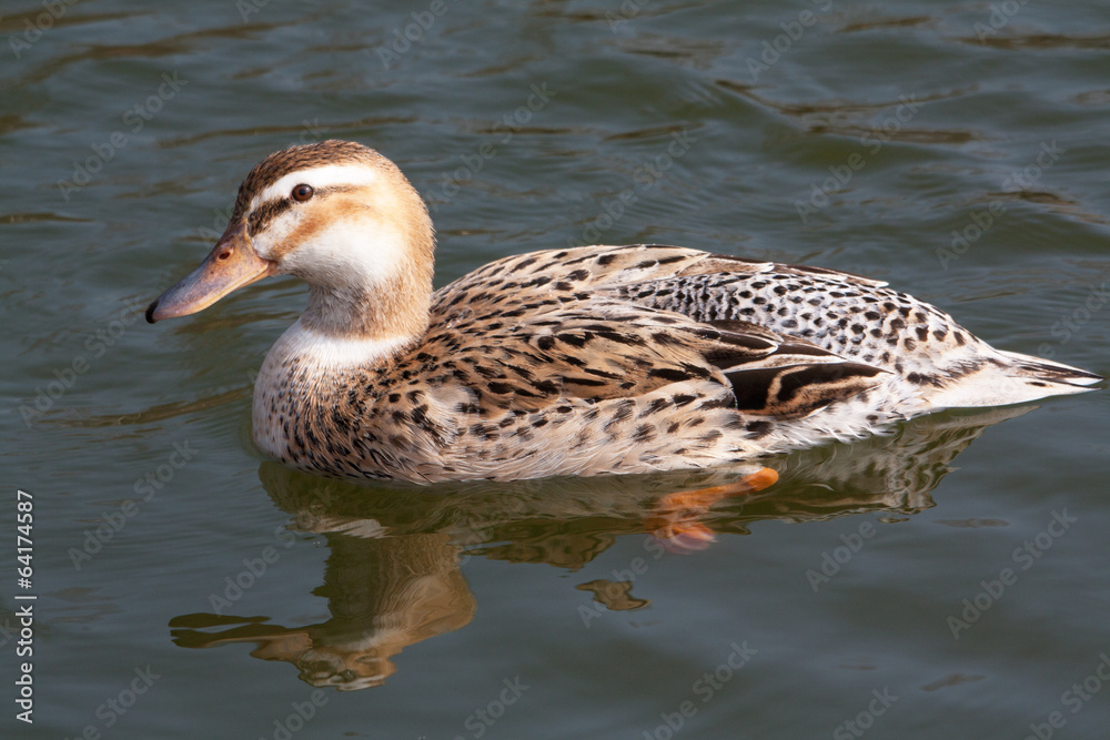 Obraz premium Cane colvert sur l'étang