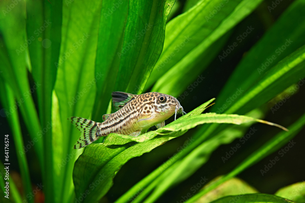 Fototapeta premium Aquarium fish. Corydoras julii