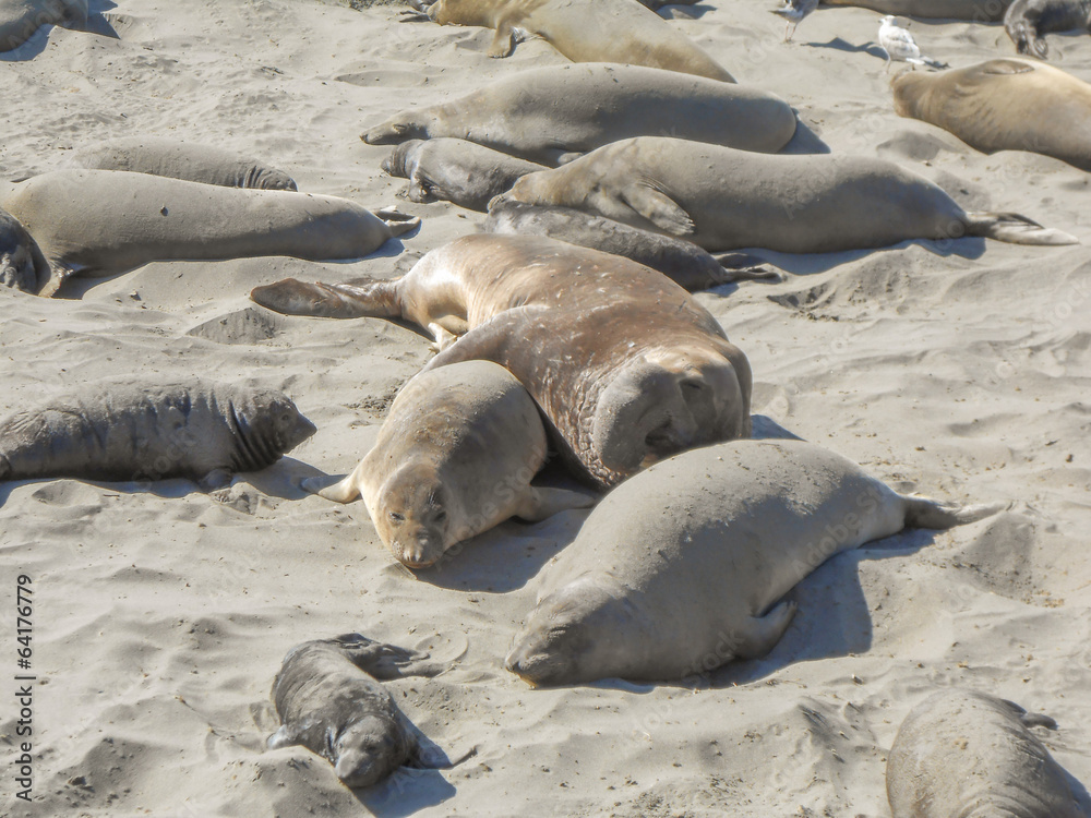 Fototapeta premium Elephant seals colony
