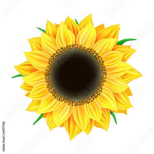 Fototapeta Naklejka Na Ścianę i Meble -  Vector sunflower isolated