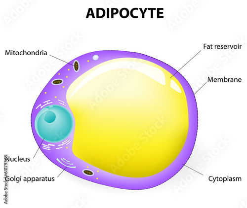 Adipocyte structure. fat cell