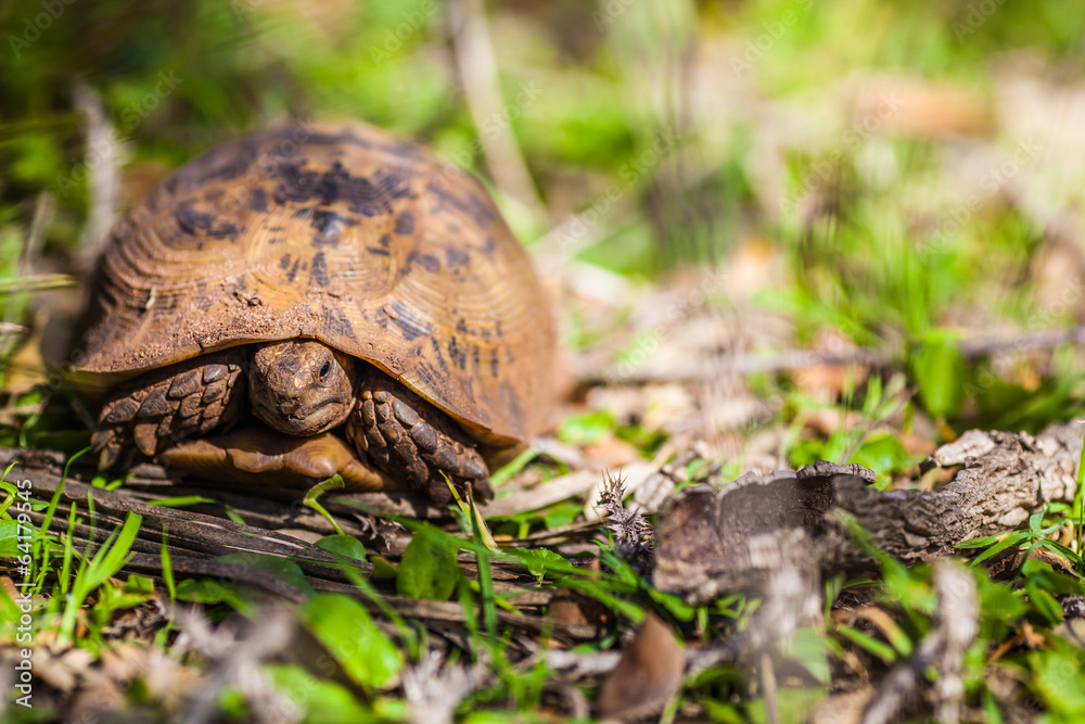 Terrestrial turtle resting on the grass Terrestrial turtle resting on the grass