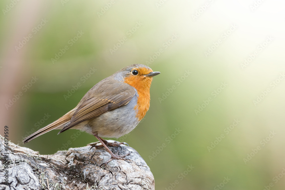 Closeup of Red robin with green background Closeup of Red robin with green background