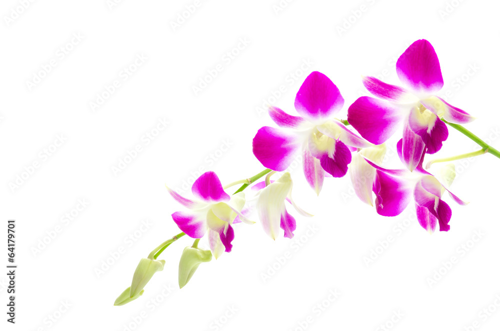 Fototapeta premium Purple orchid flower isolated white background