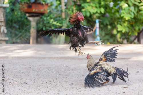 Foto Fighting cocks in a vicious attack