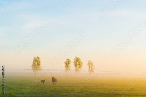 Sheep in the morning
