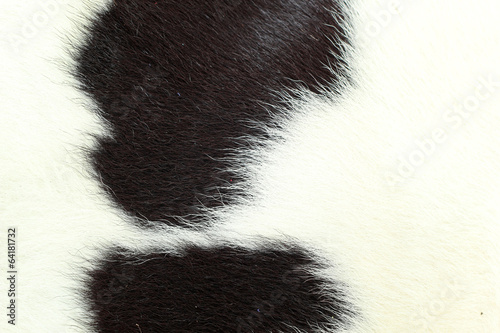 white and black background cow fur.