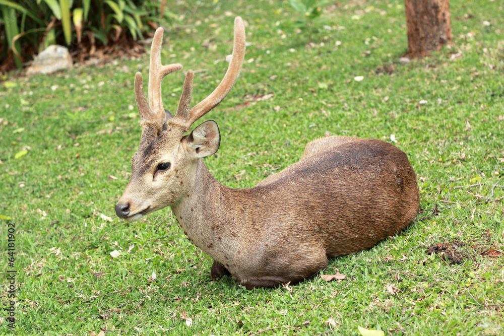 sika deer in the nature