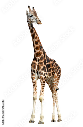 giraffe isolated on white background © vencav