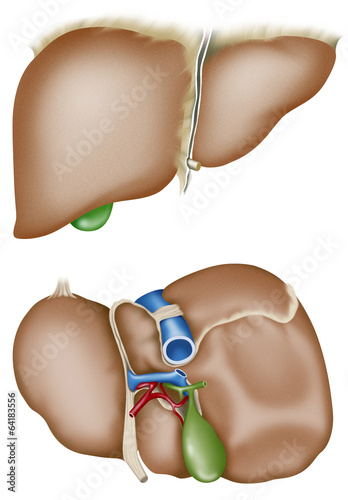 Liver anatomy photo