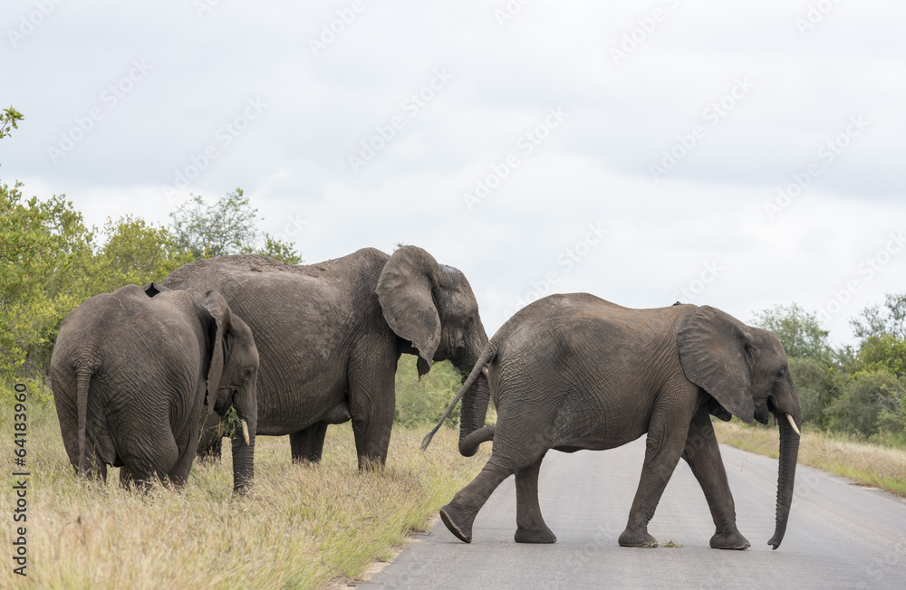 Fototapeta premium group elephant in kruger park