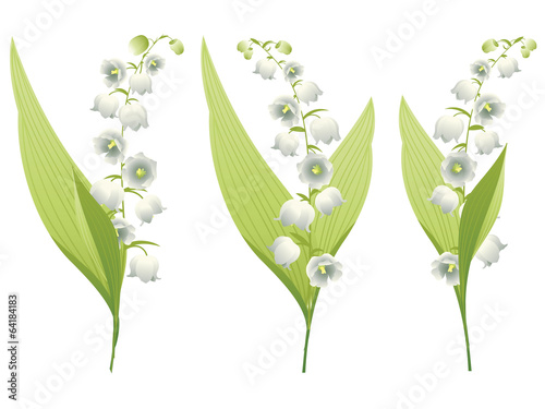 Fototapeta Naklejka Na Ścianę i Meble -  Lily of the Valley