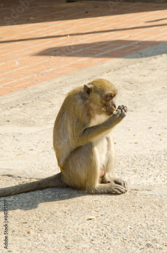 Monkey