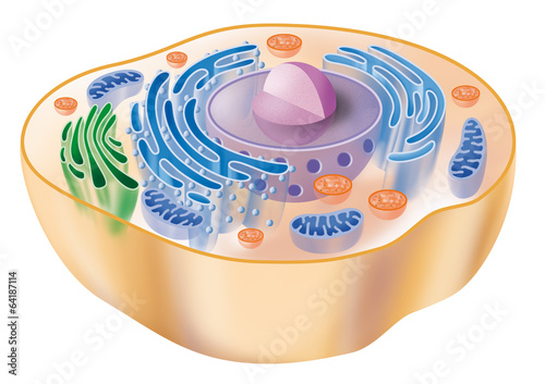 Human animal cell
