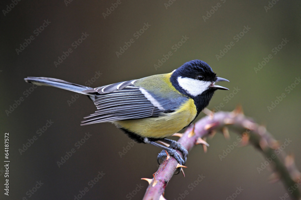 Obraz premium Great tit