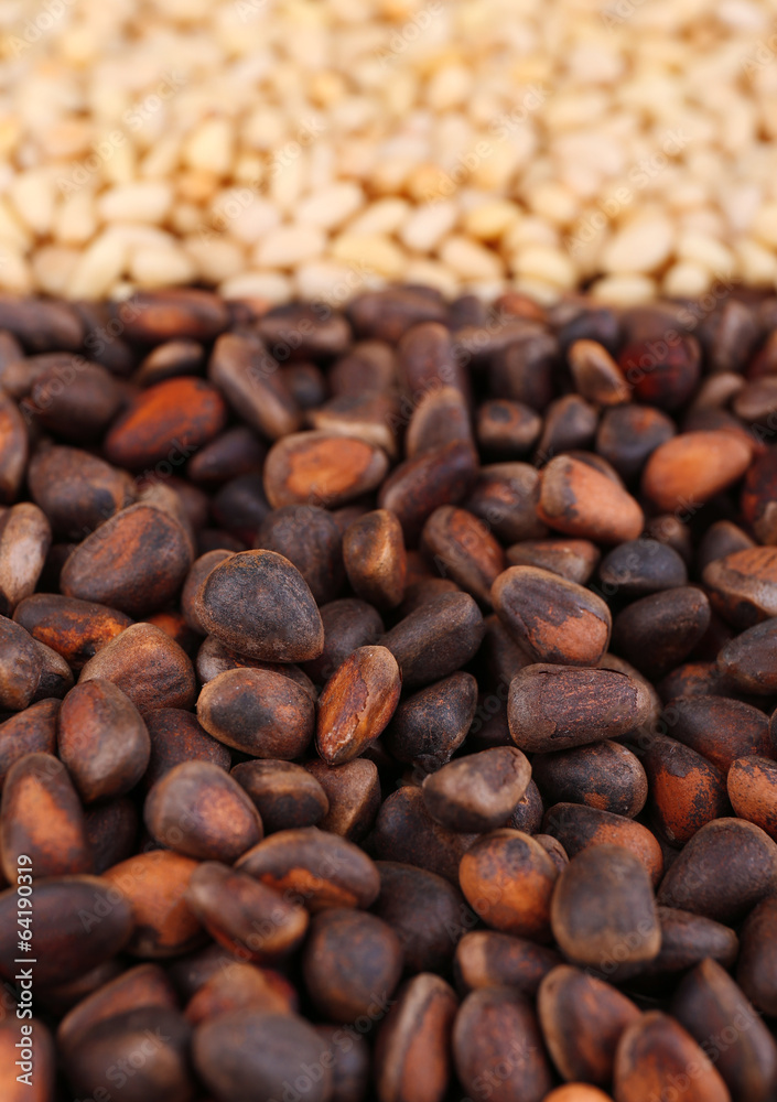 Fototapeta premium Cedar pine nuts, close up