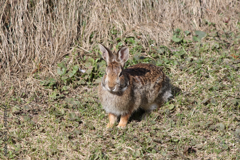 Fototapeta premium Rabbit, Eastern Cottontail