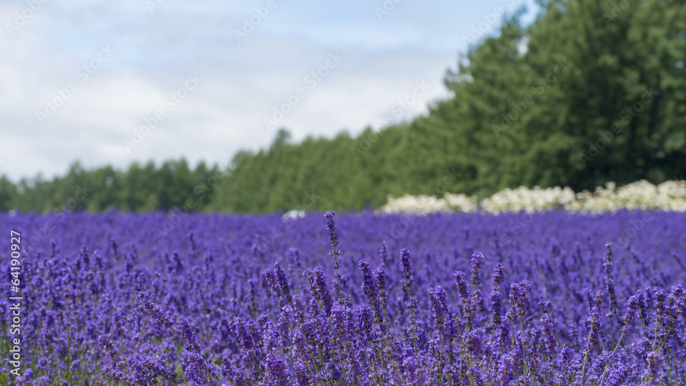 Naklejka premium ラベンダー畑