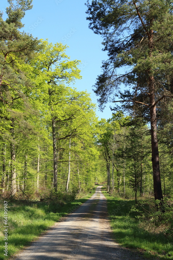 forest track in spring