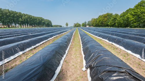 Asparagus beds covered with black plastic foil