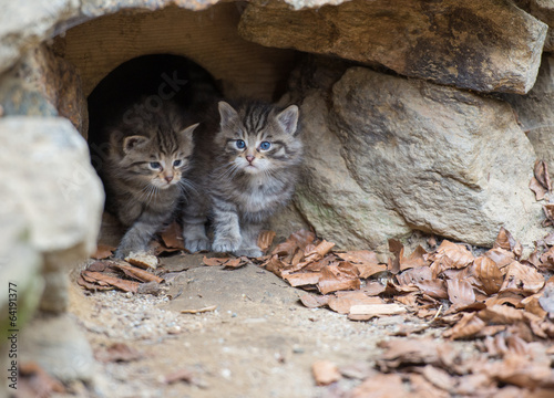 Wildkatzen Baby photo