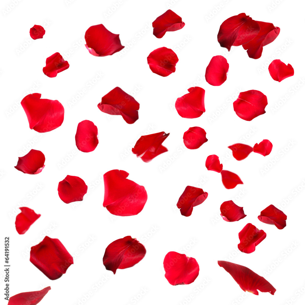 Fototapeta premium Beautiful red rose petals, isolated on white