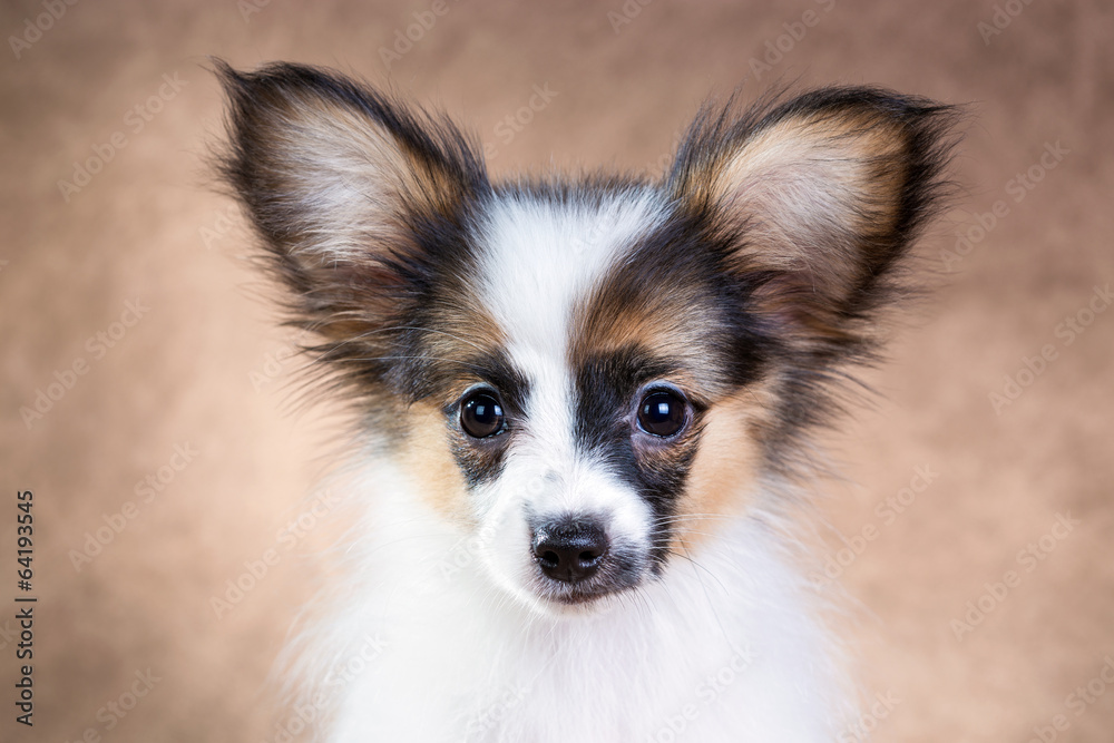 Portrait of a cute puppy Papillon Portrait of a cute puppy Papillon
