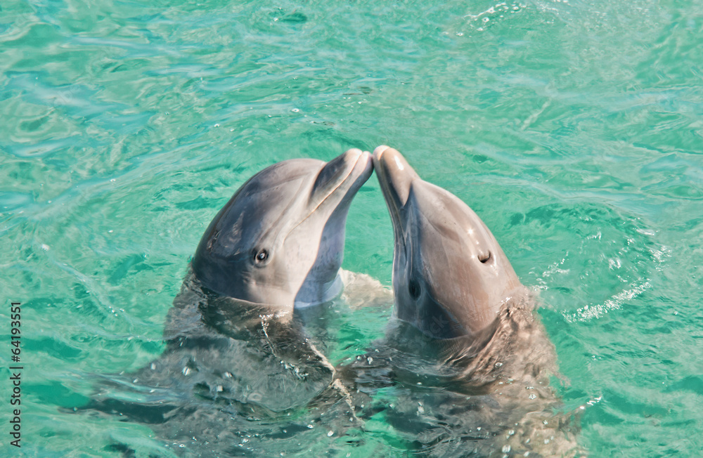 Obraz premium Two Dolphins Kissing