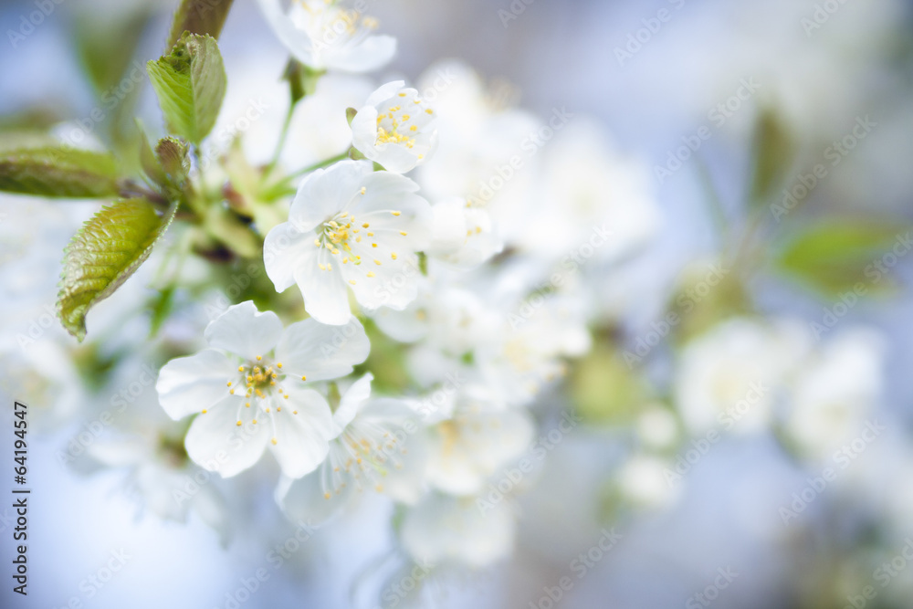 Fototapeta premium blossom