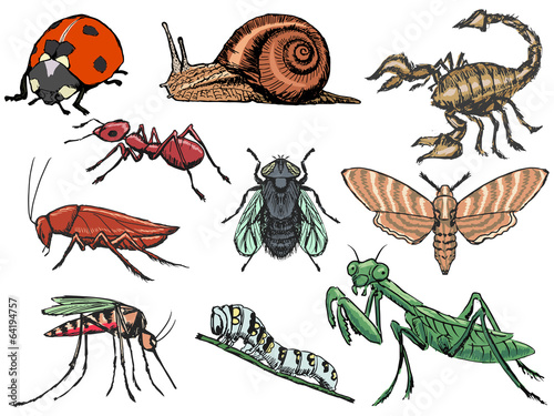 set of insects