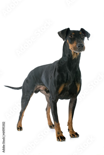 Fotografía Manchester terrier